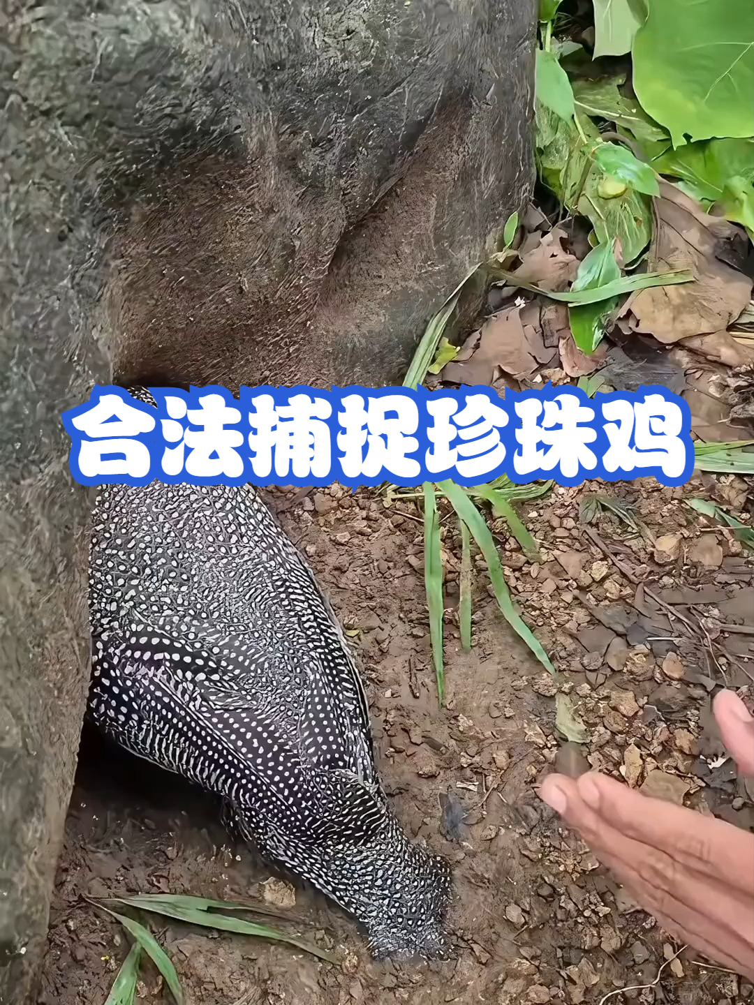 合法捕捉珍珠鸡