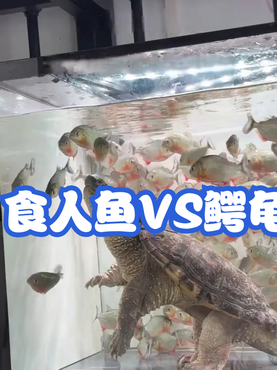 食人鱼VS鳄龟