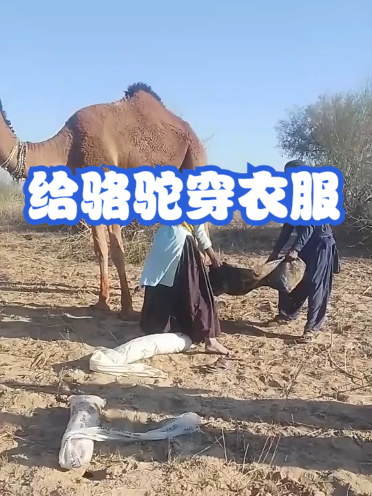 给骆驼穿衣服