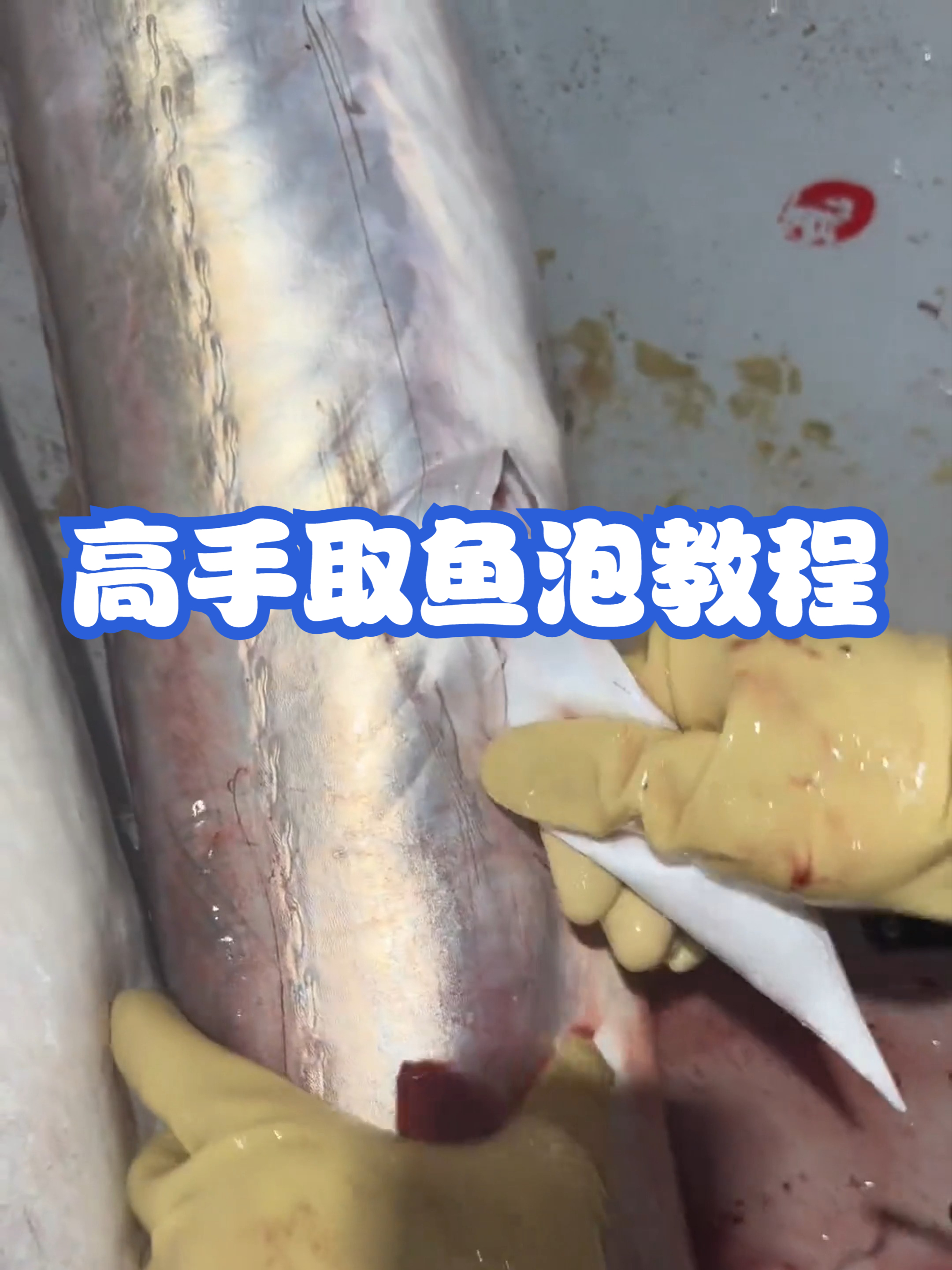 高手取鱼泡教程