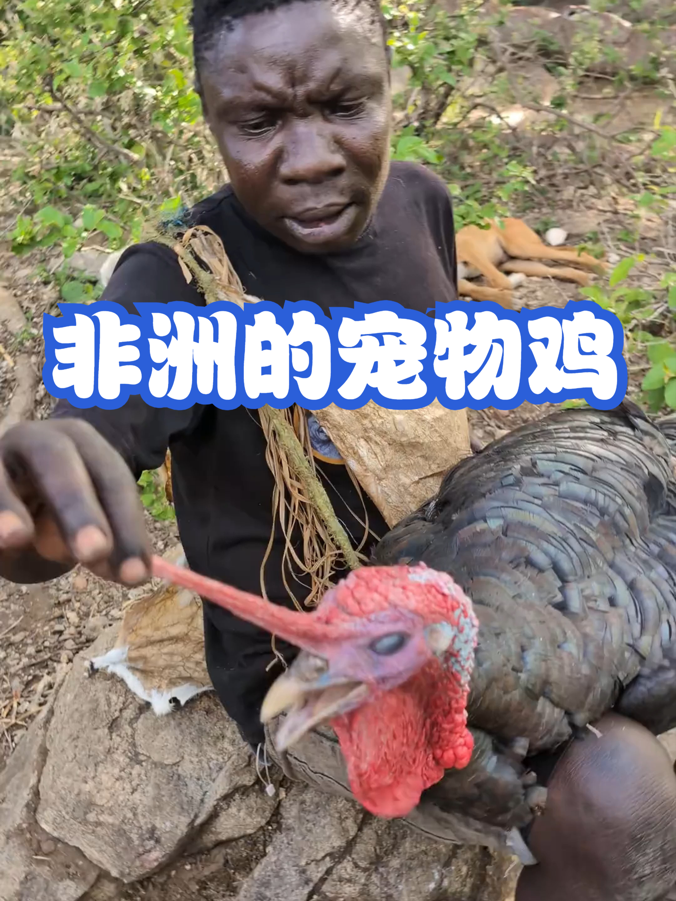 非洲的宠物鸡