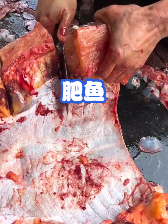 肥鱼
