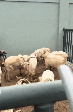 ���帣����ͼ�Ʒ�ϵ�� ˭����Ů�������ĺ�������