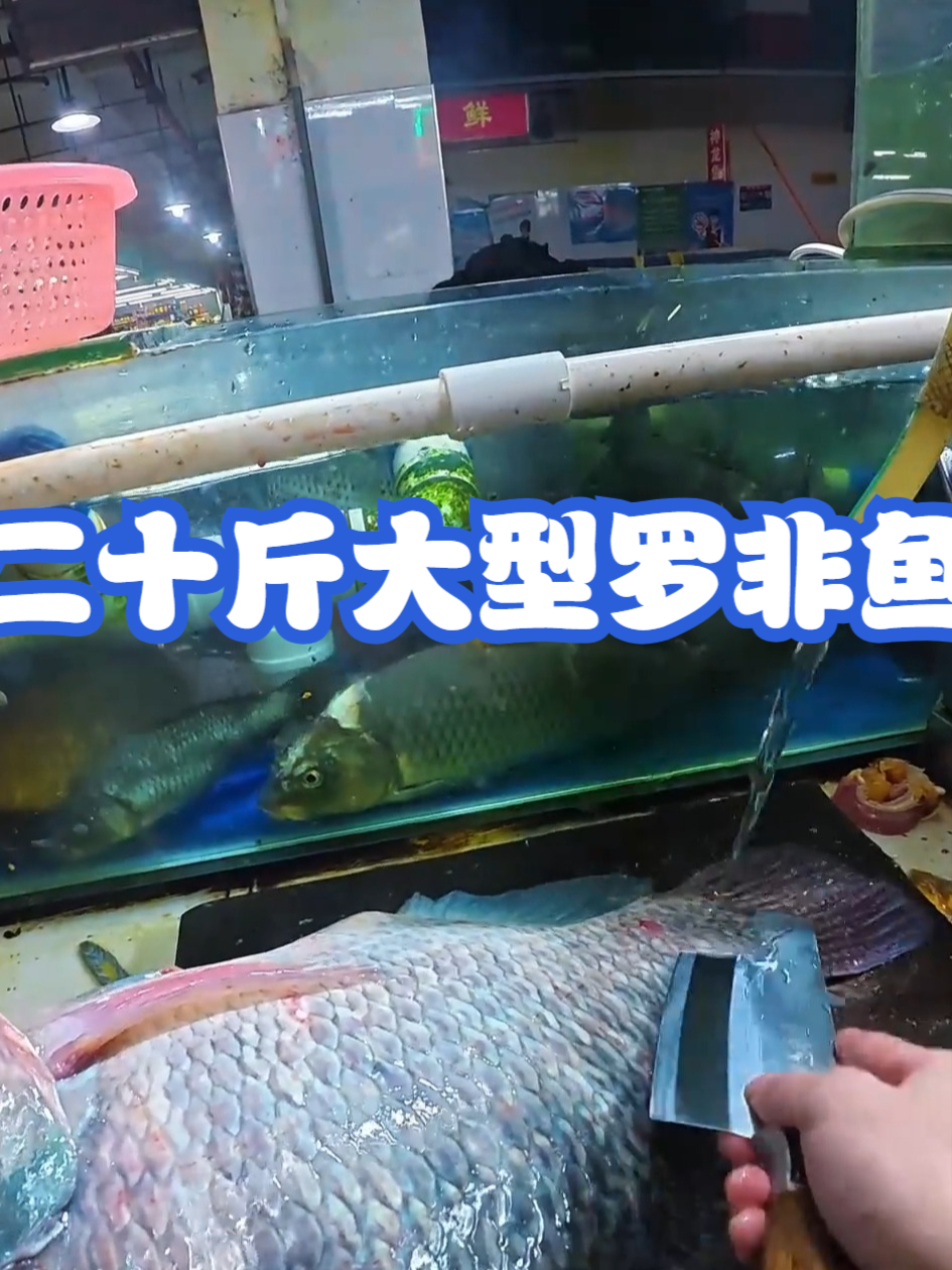 二十斤大型罗非鱼