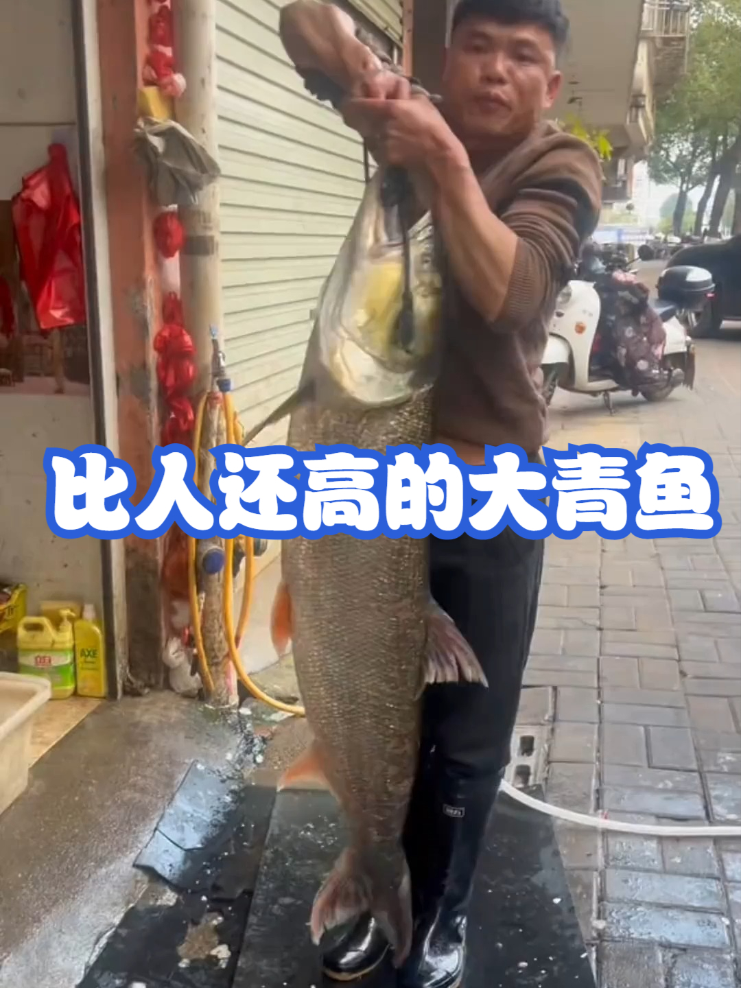 比人还高的大青鱼