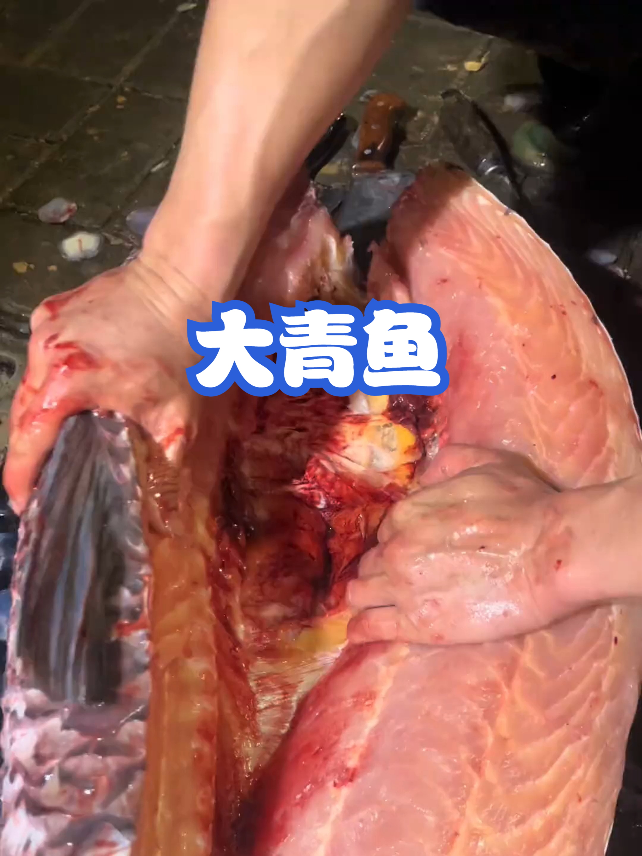 大青鱼