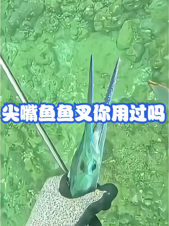 尖嘴鱼鱼叉你用过吗