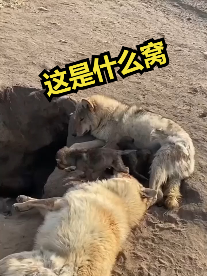 这是什么窝,有危险吗?