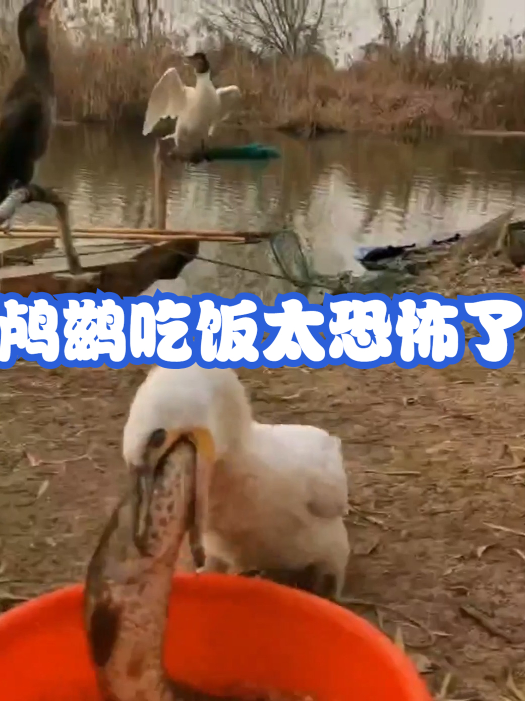 鸬鹚吃饭太恐怖了