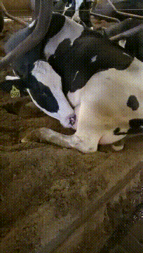 ���帣����ͼ�Ʒ�ϵ�� ˭����Ů�������ĺ�������