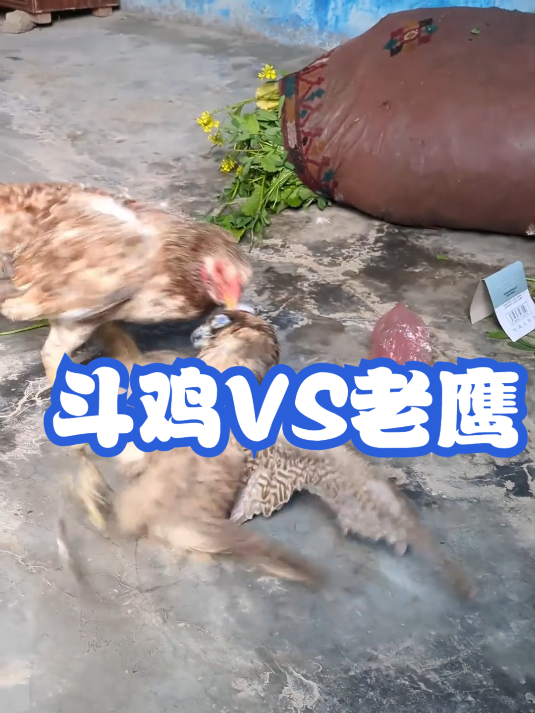 斗鸡VS老鹰