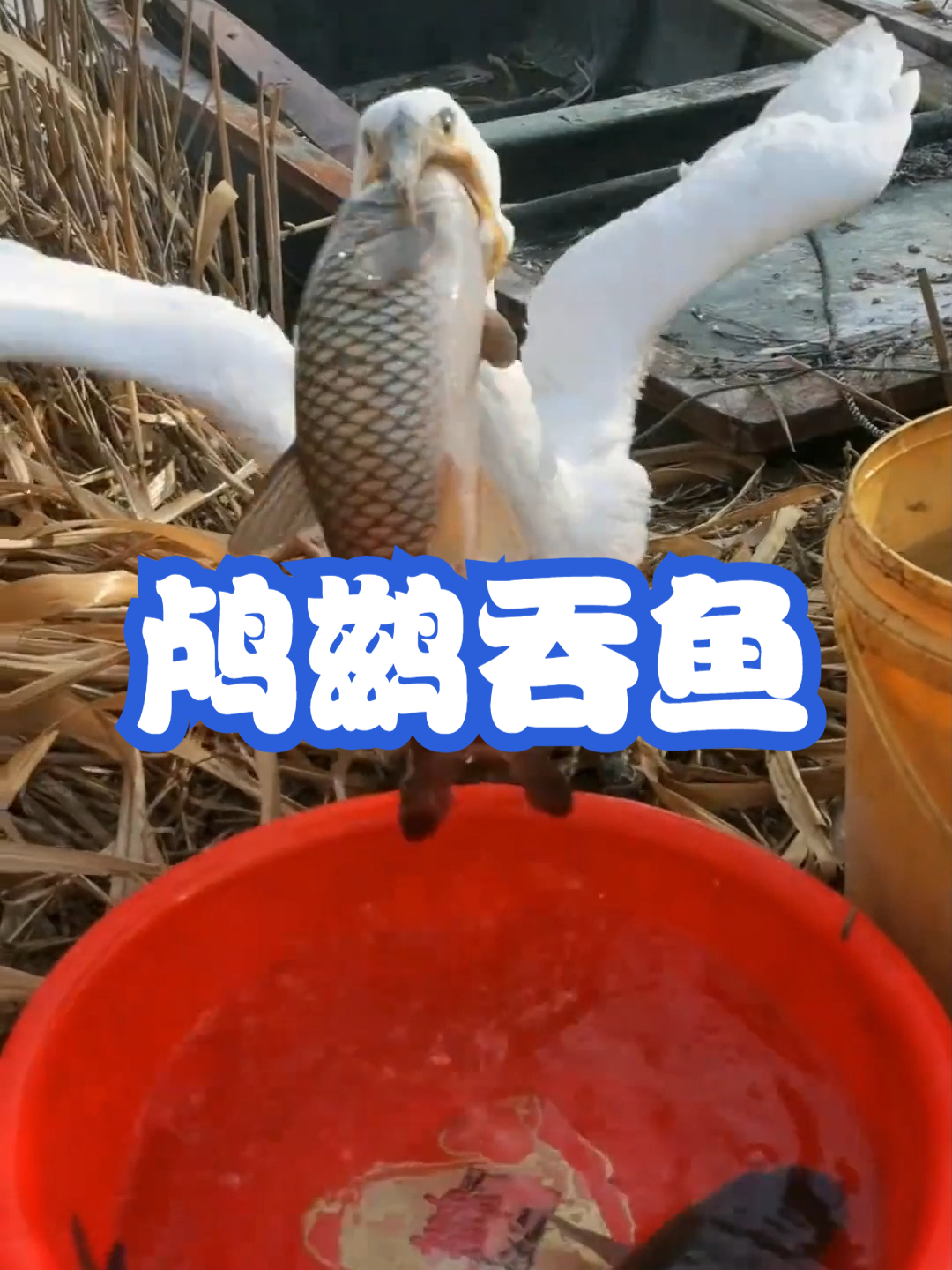 鸬鹚吞鱼