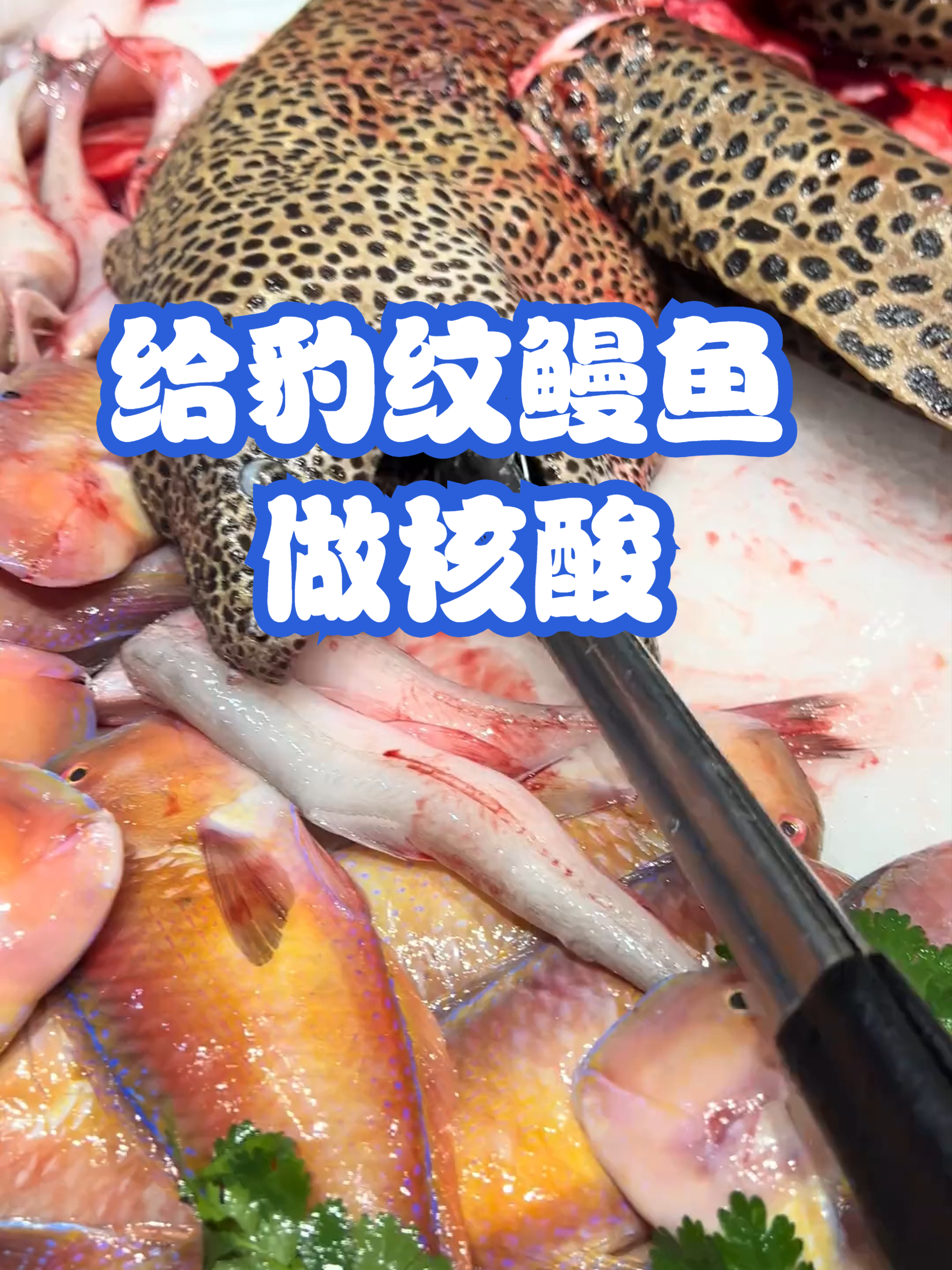 给豹纹鳗鱼做核酸
