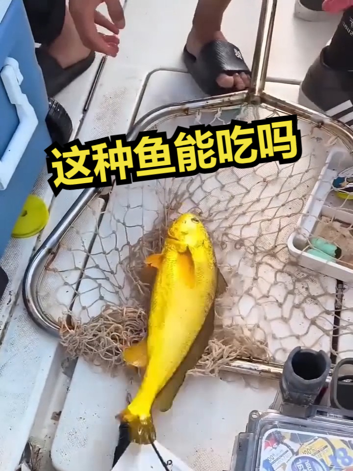 这种鱼能吃吗？