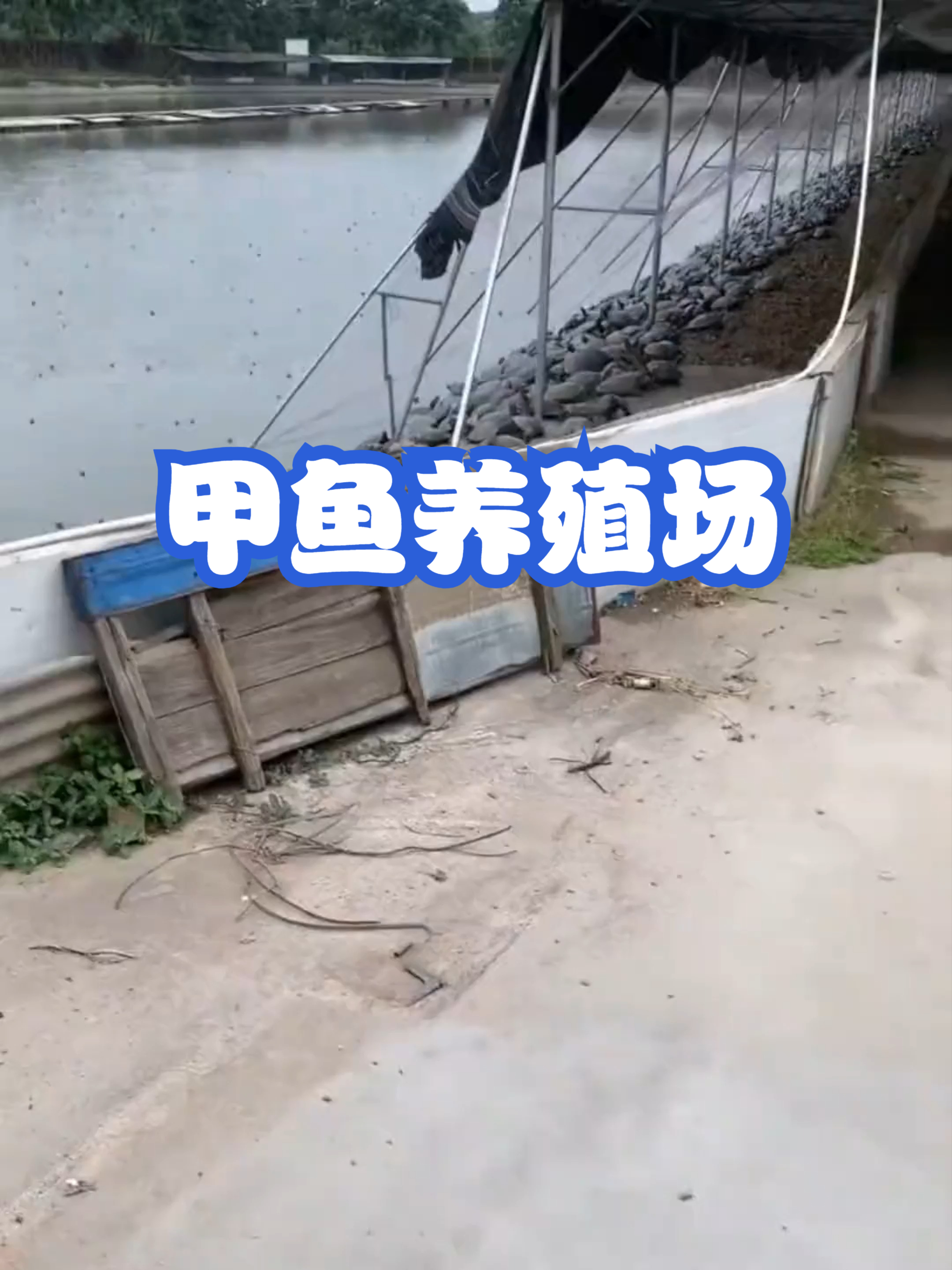 甲鱼养殖场