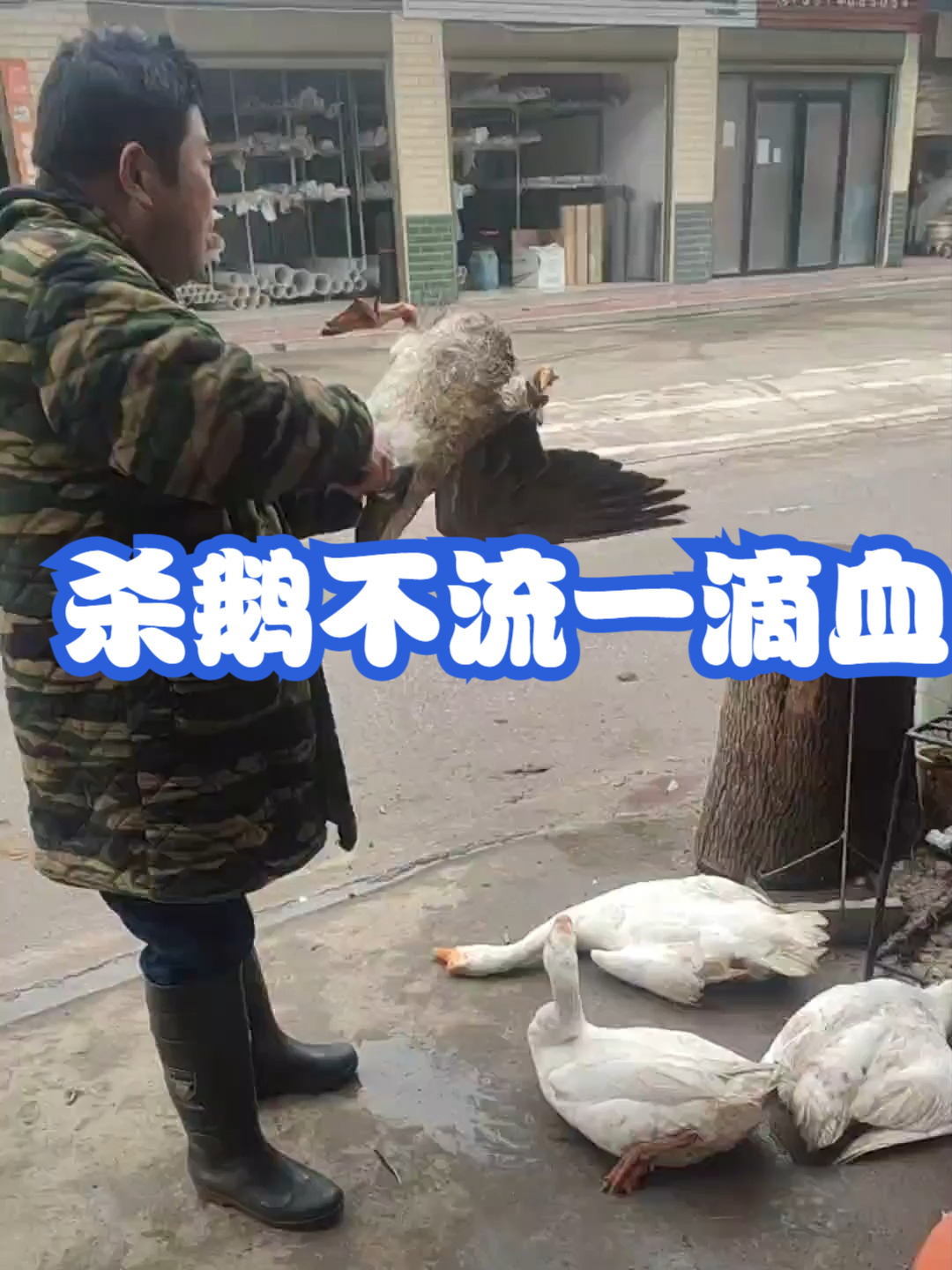 杀鹅不流一滴血