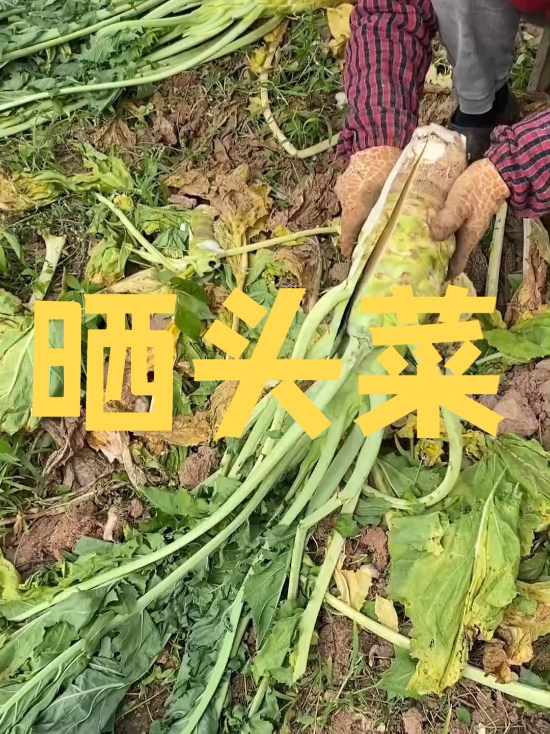 晒头菜