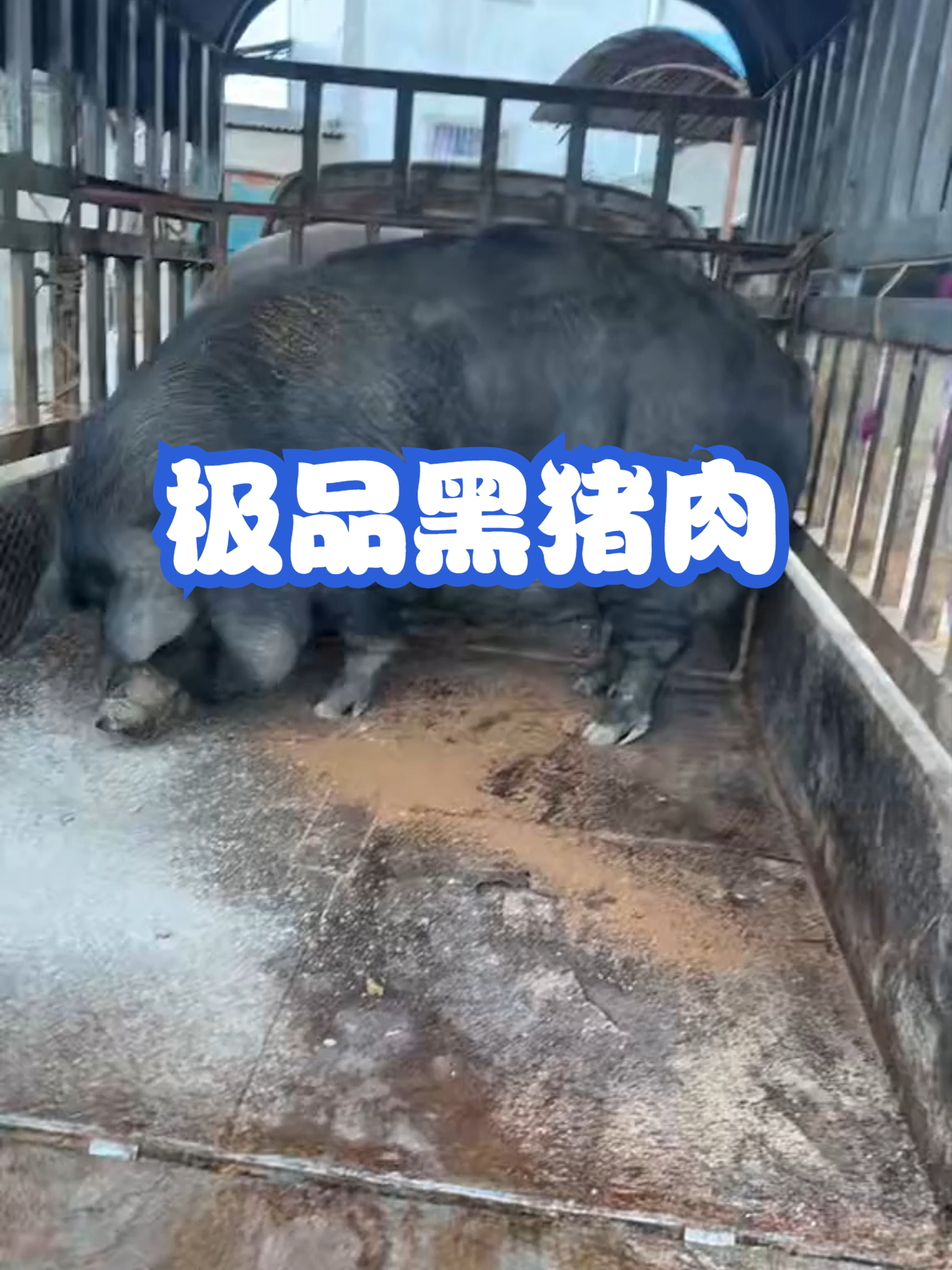 极品黑猪肉