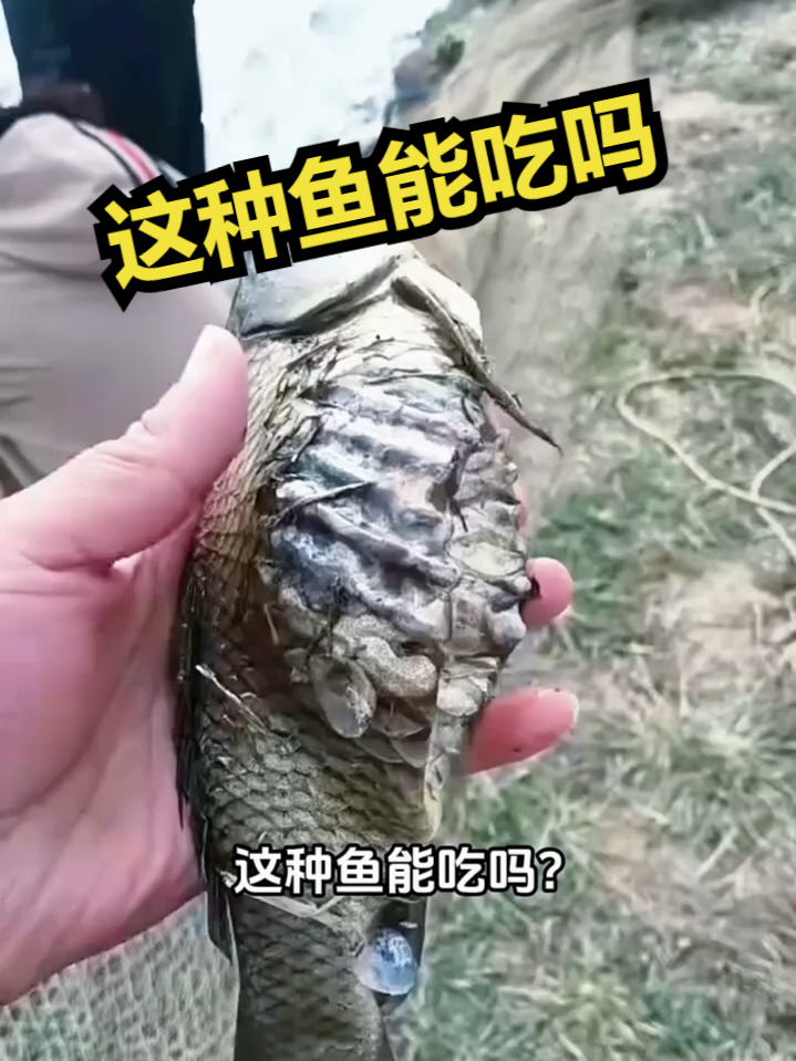 这种鱼能吃吗？