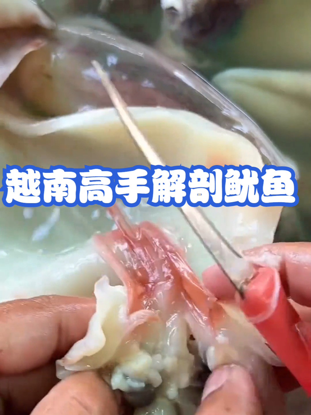 越南高手解剖鱿鱼