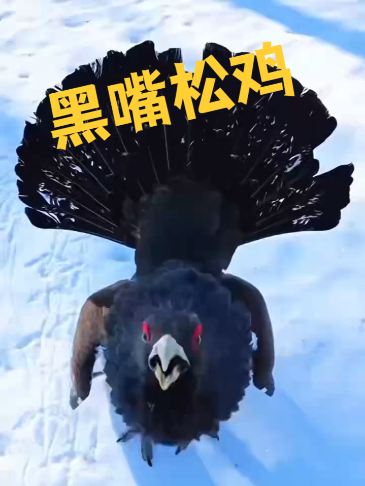 国家一级保护动物，黑嘴松鸡，没见过这个