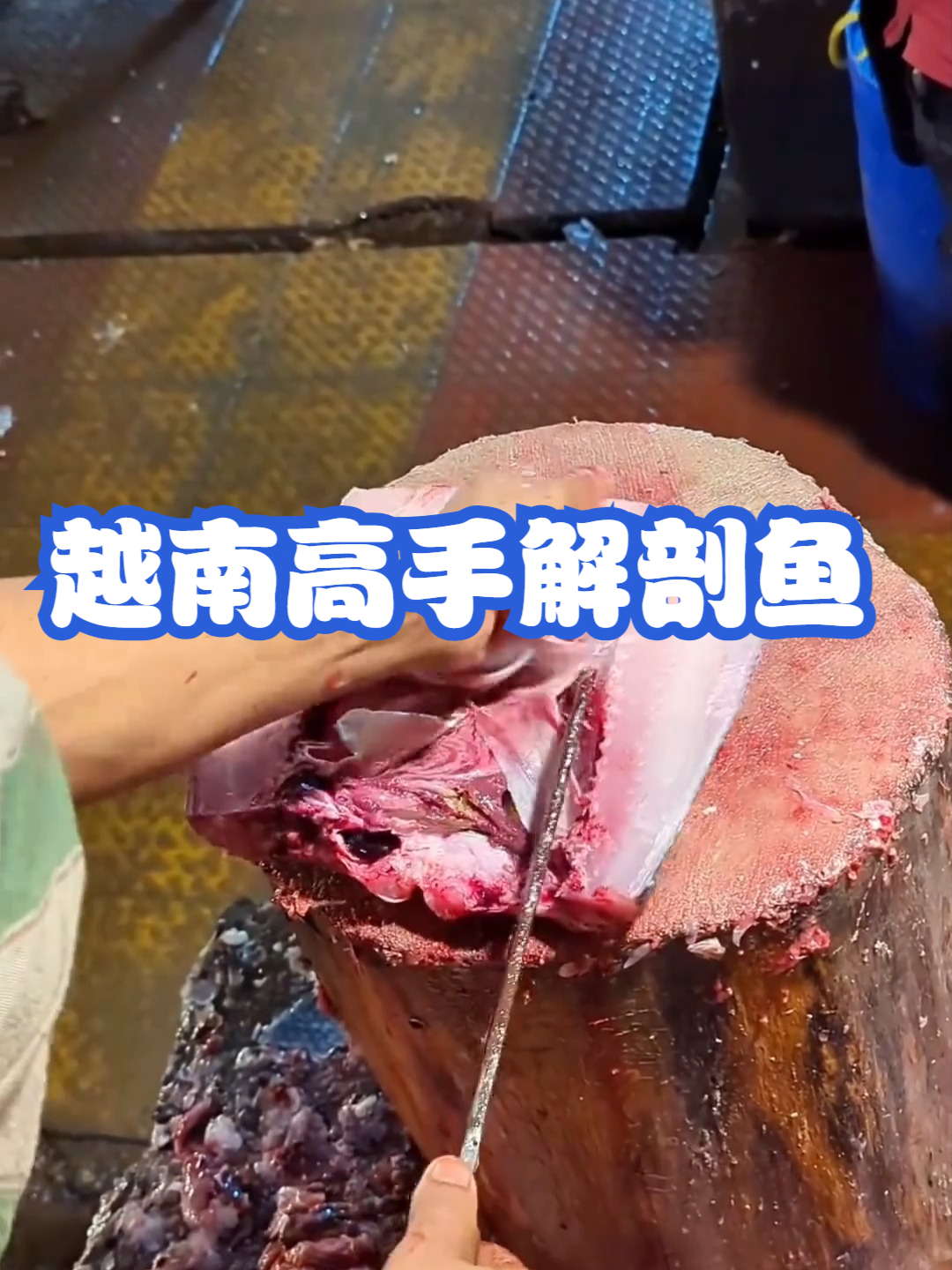 越南高手解剖鱼