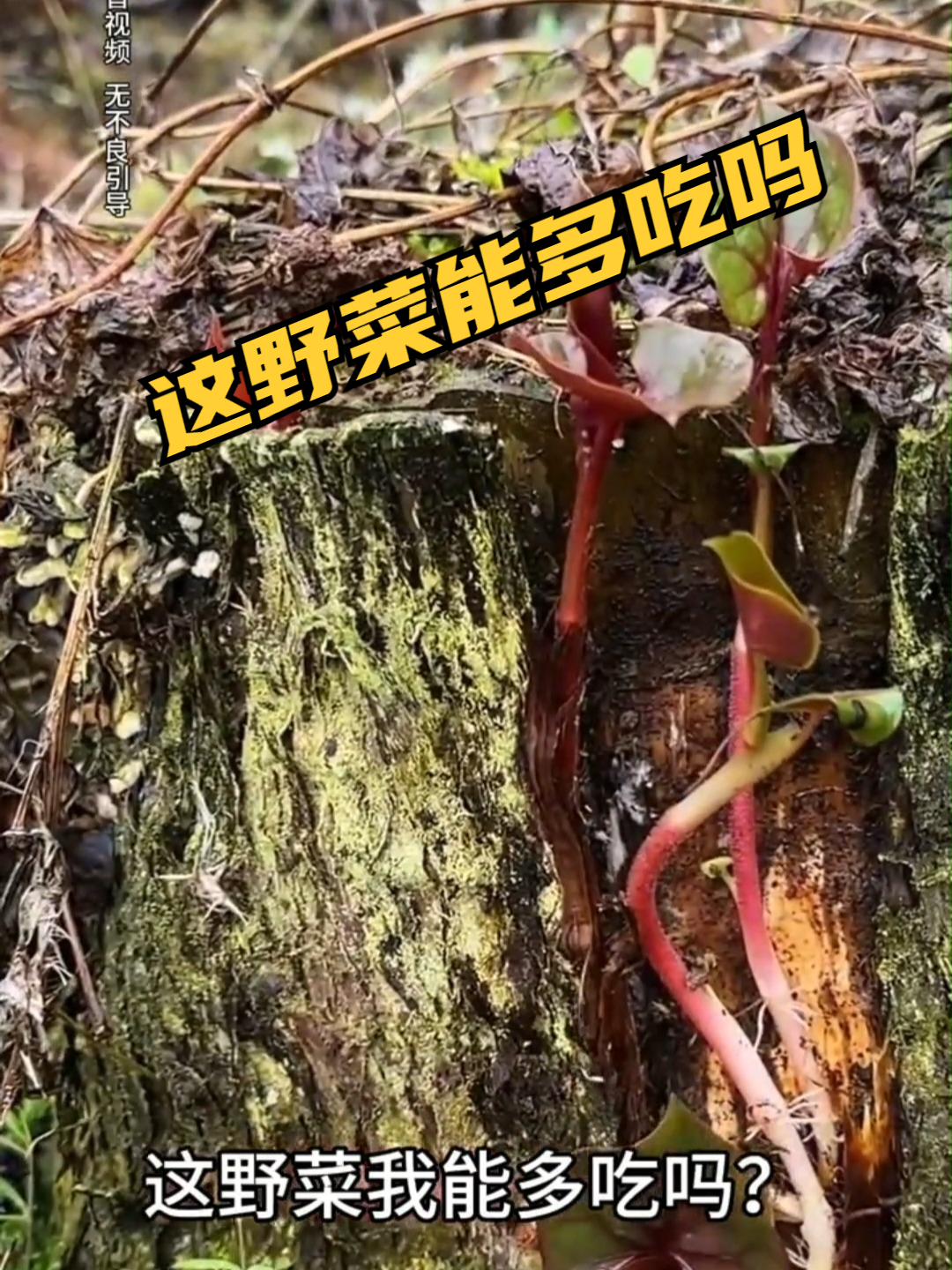 这野菜能多吃吗