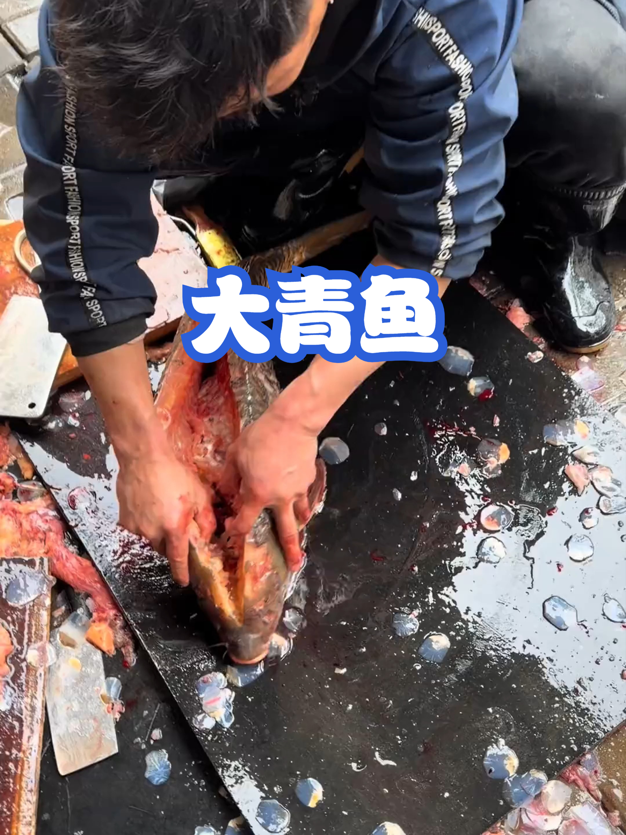 大青鱼