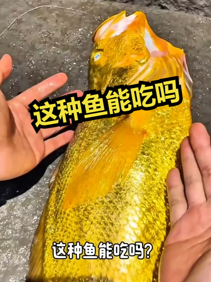 这种鱼能吃吗？
