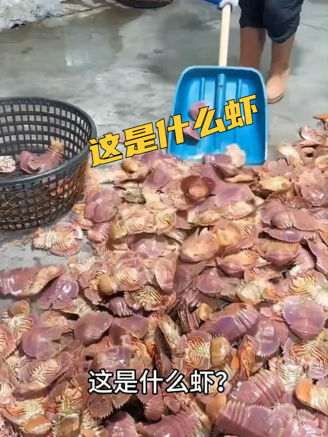 这是什么虾?#百科#