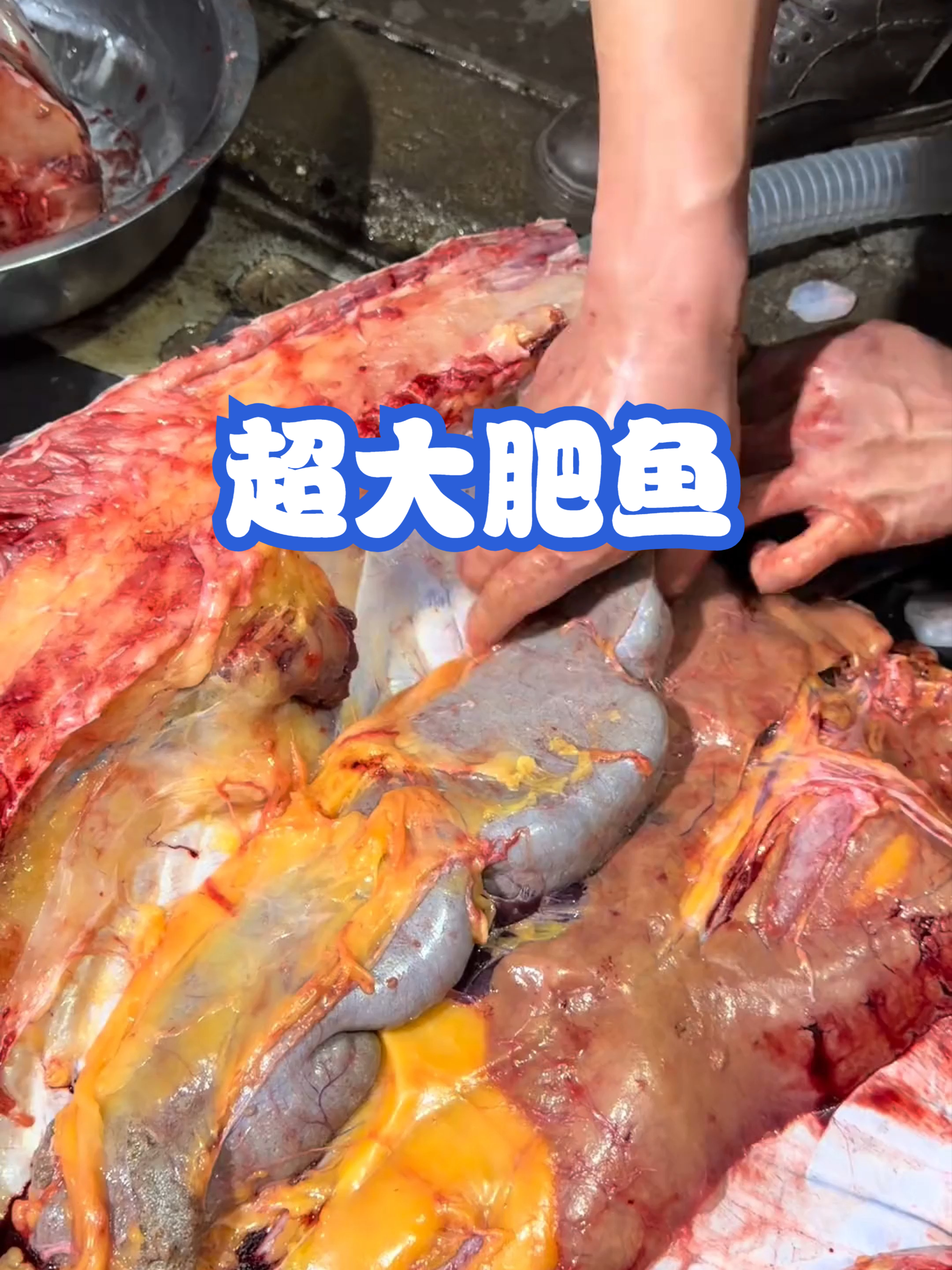超大肥鱼#配音解说#