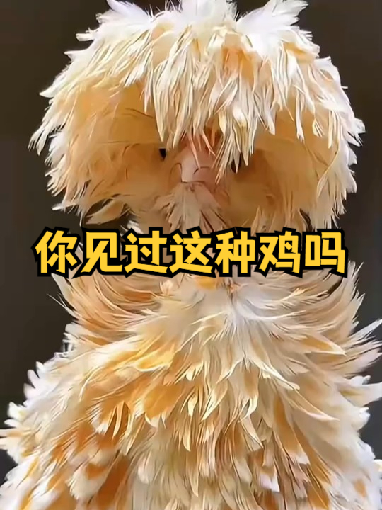 你见过这种鸡吗