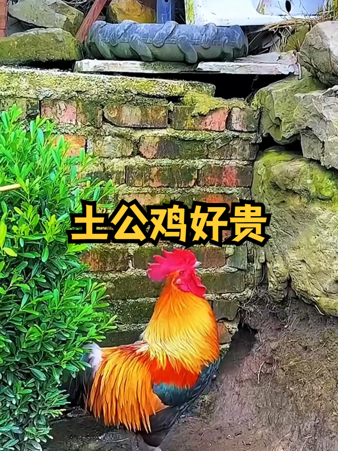 土公鸡还能这么贵吗