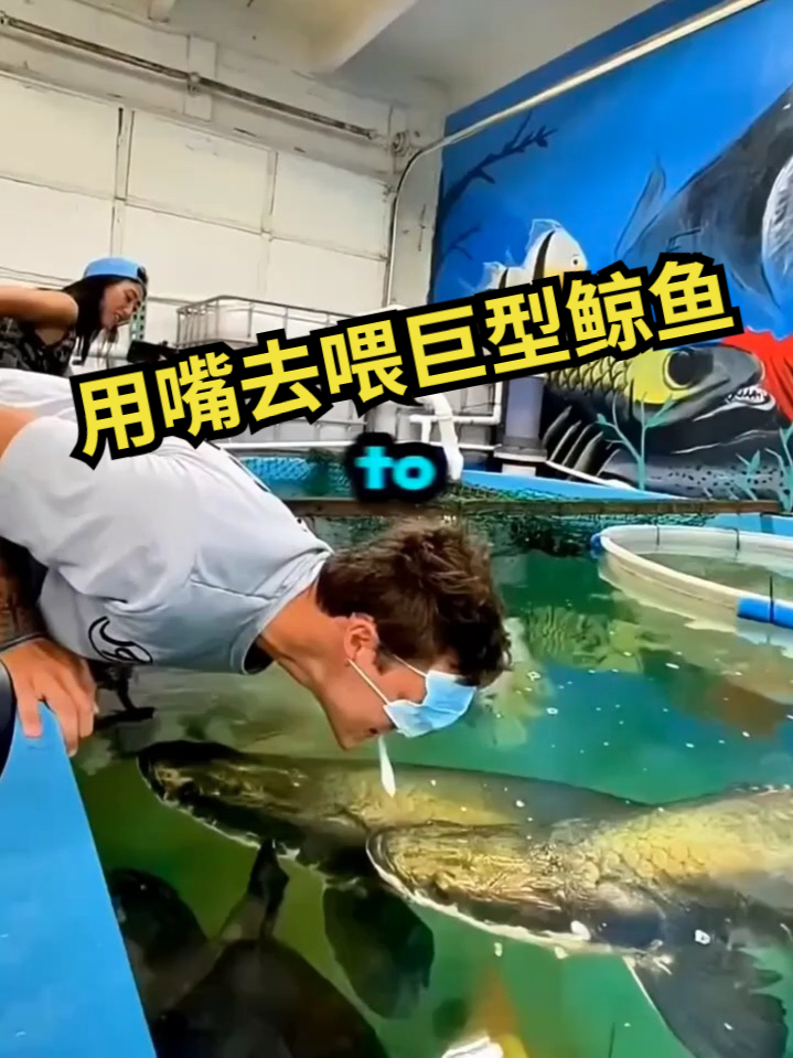 用嘴去喂巨型鲸鱼