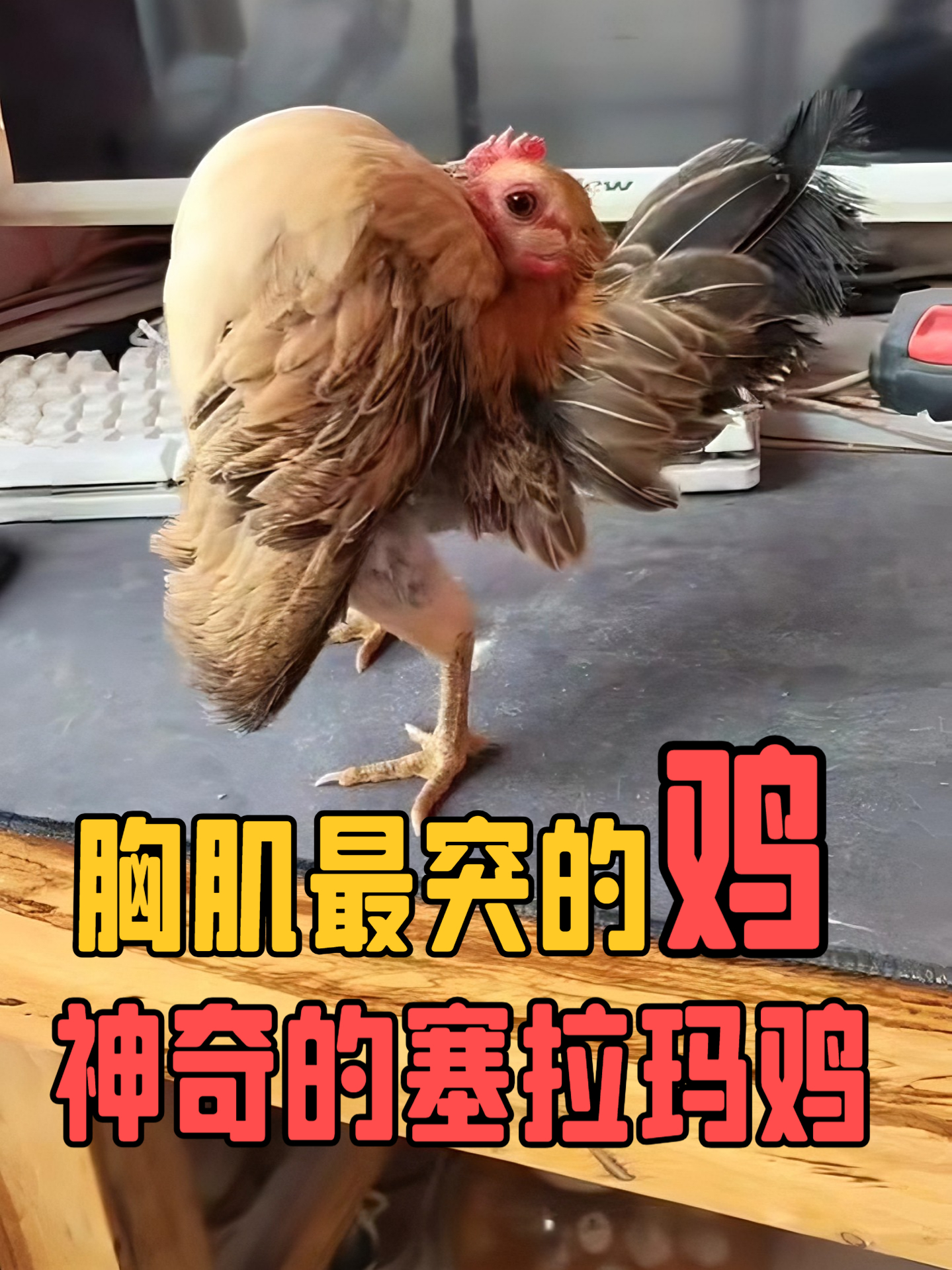 胸挺如健美冠军,鸡中霸道总裁,塞拉玛鸡长得有多离谱?#塞拉玛观赏鸡##鸡##动物科普知识#