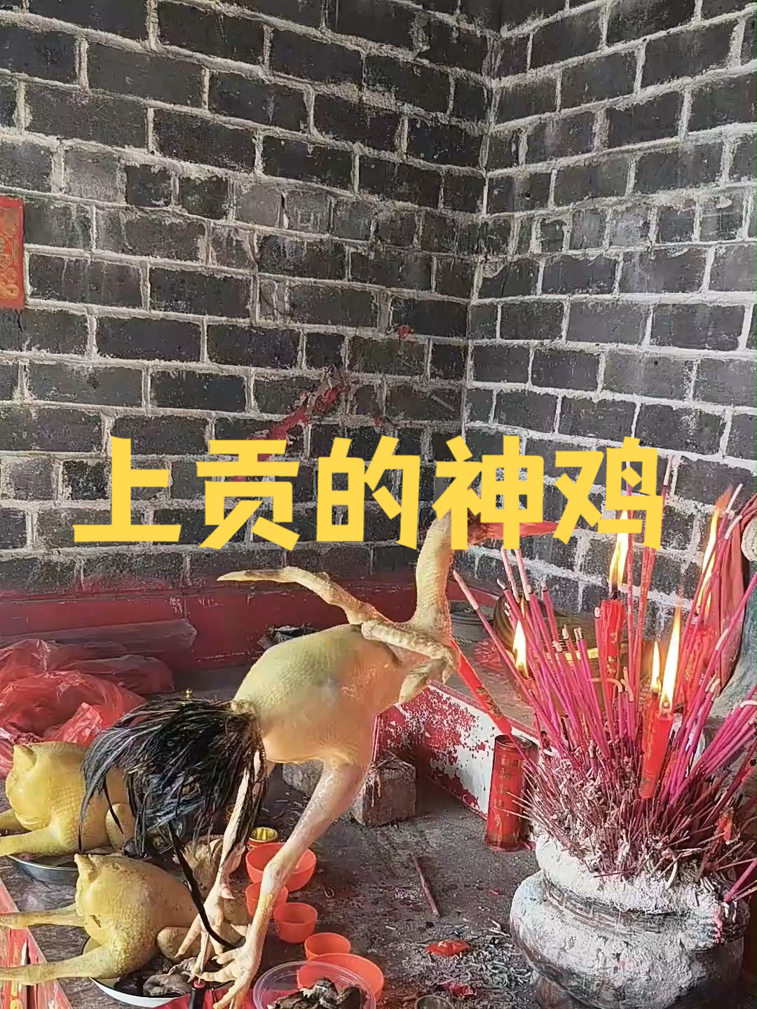 上贡的神鸡