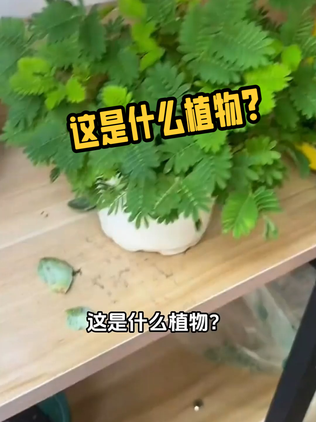 这是什么植物?