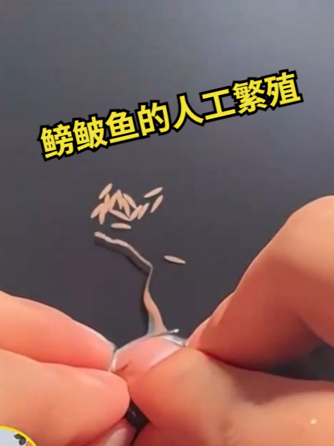 鳑鲏鱼的人工繁殖