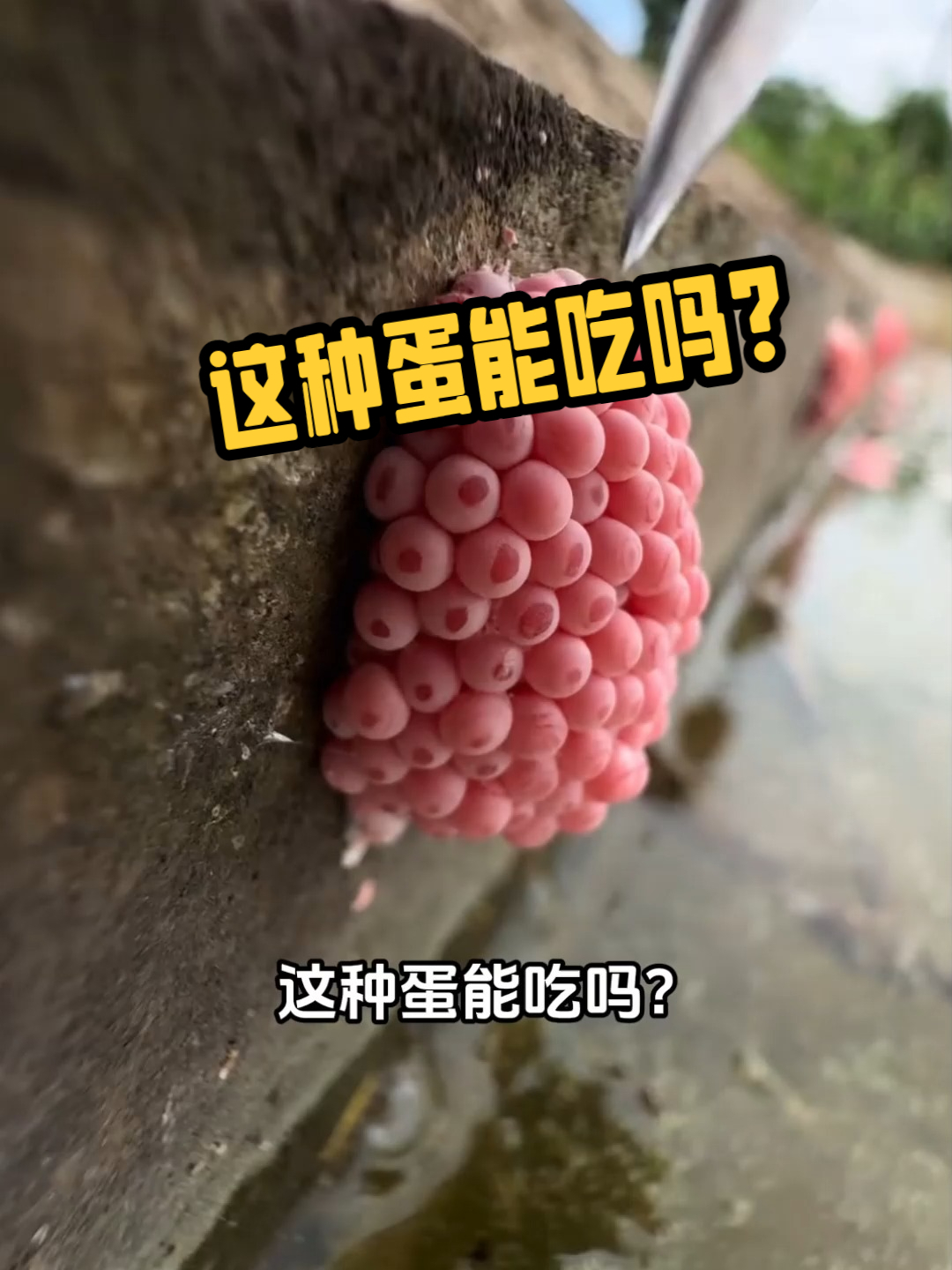 这种蛋能吃吗?#科普#