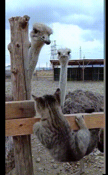 ���帣����ͼ�Ʒ�ϵ�� ���뿴����Ů��������ɶ��