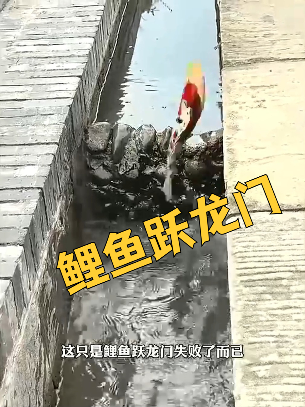 鲤鱼跃龙门