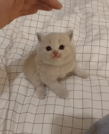 ���帣����ͼ�Ʒ�ϵ�� �Ŵ�����ϲ����������ԭ��