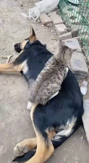 ���帣����ͼ�Ʒ�ϵ�� �Ŵ�����ϲ����������ԭ��