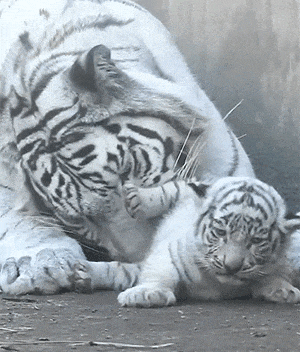 ���帣����ͼ�Ʒ�ϵ�� �Ŵ�����ϲ����������ԭ��