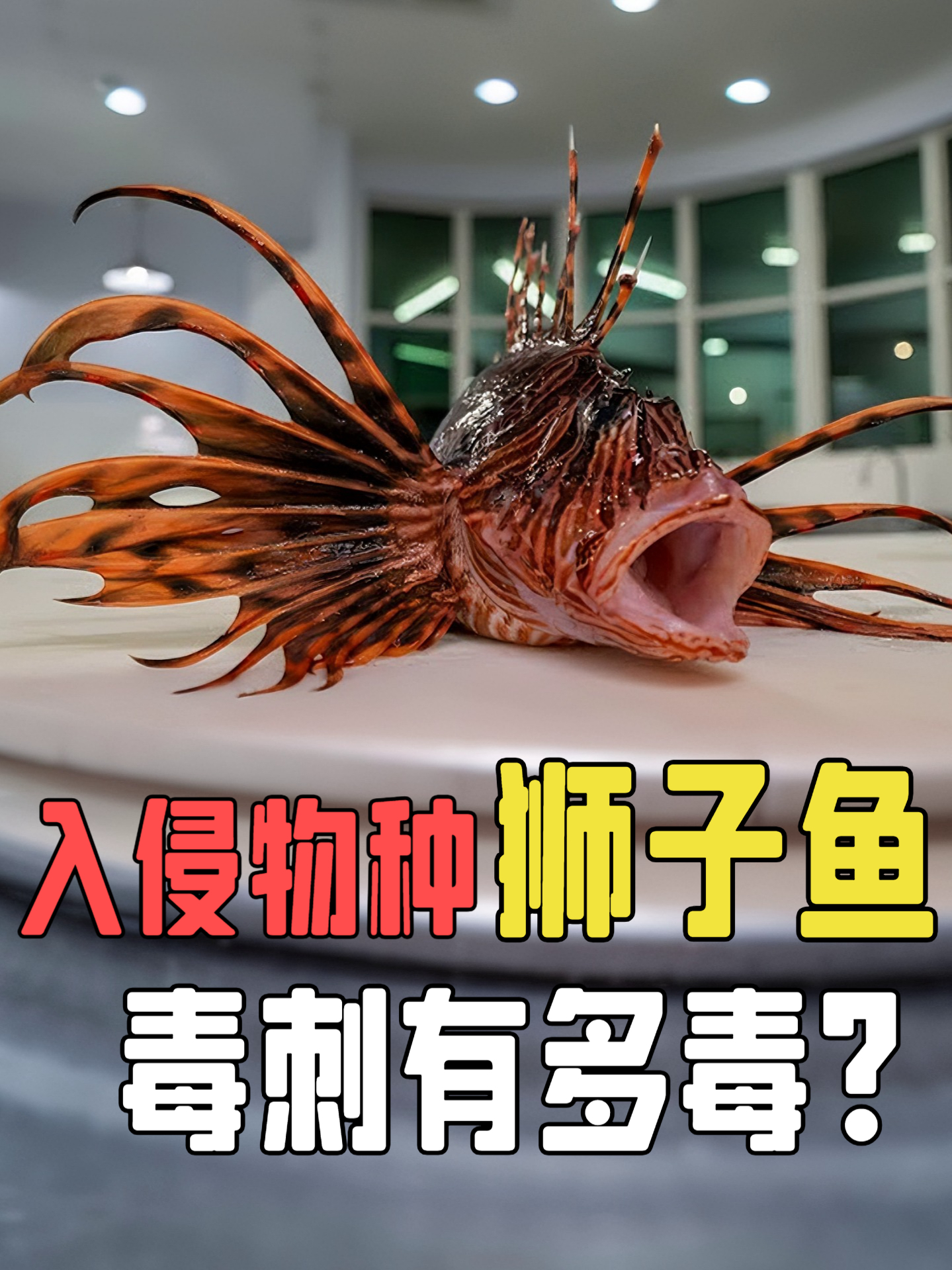 全身长满毒刺的狮子鱼，在海里几乎没有天敌，却偏偏遇到了人类没了脾气？#狮子鱼##海洋生物#