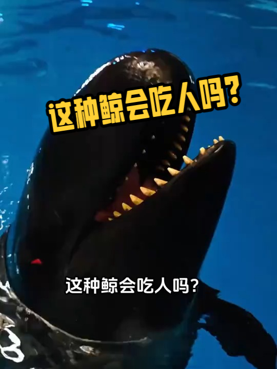 这种鲸会吃人吗？#科普#