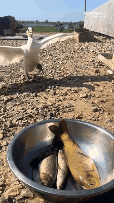 3DM����һ�̵�1677�� �ձ�ϱ��������ʲô�»���