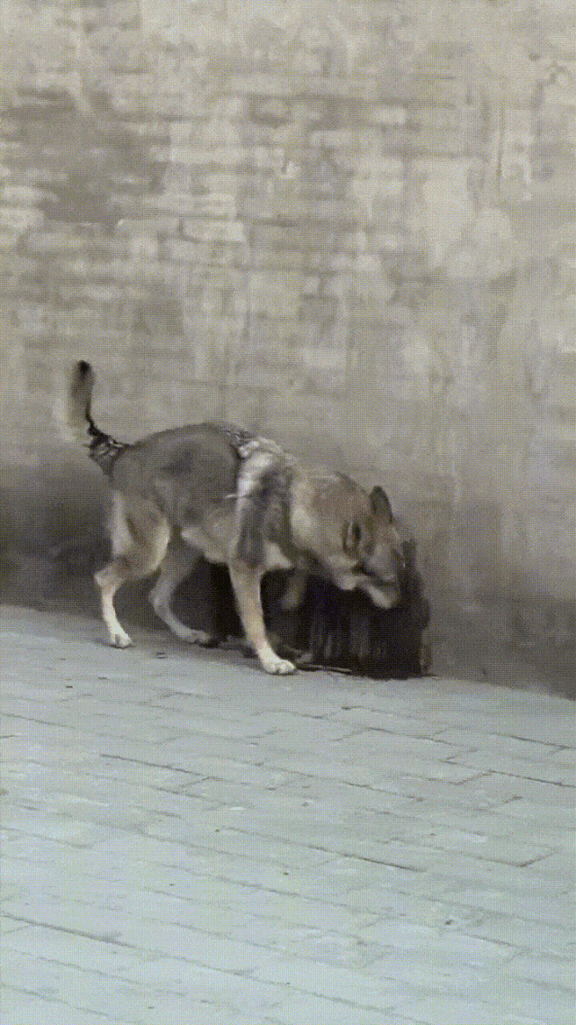 ���帣����ͼ�Ʒ�ϵ�� ���ܵ��ɷ���ô���ڻ�����