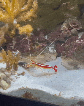 ���帣����ͼ�Ʒ�ϵ�� ���ܵ��ɷ���ô���ڻ�����