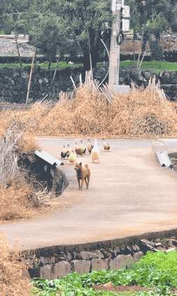 ���帣����ͼ�Ʒ�ϵ�� ���ܵ��ɷ���ô���ڻ�����